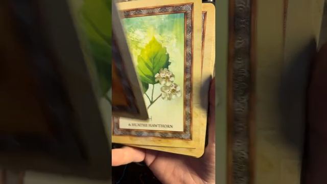 Celtic Tree oracle by Sharlyn Hidalgo смотреть онлайн