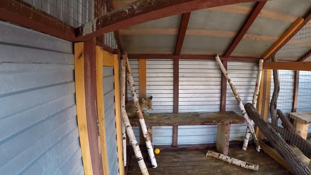 Частный зоопарк «GreenPoll» под Нижним Тагилом, и немного Екатеринбурга. смотреть онлайн