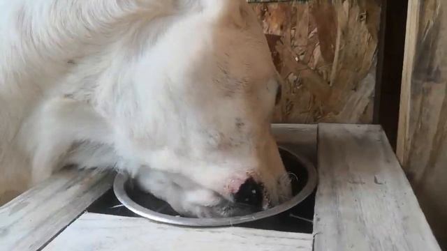 9month old Alabai puppy, eggs and food aggression Алабай пищевая агрессия смотреть онлайн