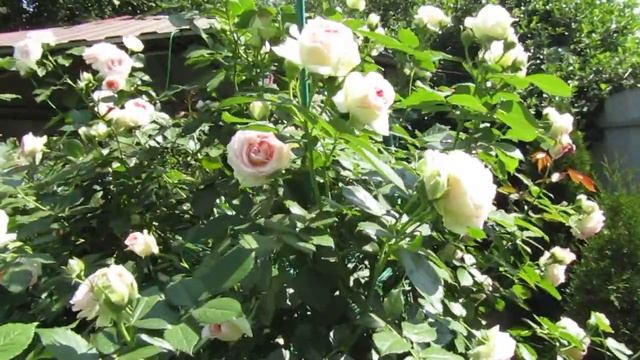 Мой Розовый Сад 2020г. "Пьер де Ронсар" Первое цветение в июне. смотреть онлайн