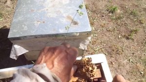 Пчёлы ( Тихая смена матки. Как вернуть рой обратно в свой улей)