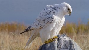 УНИКАЛЬНОЕ ВИДЕО о хищных птицах