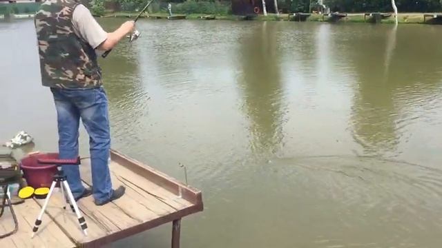 Ловля карпа фидером . РК Фишка Липки. смотреть онлайн