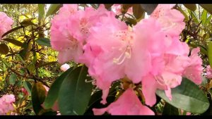 Haaga Rhododendron Park  | HD | (Haagan Alppiruusupuisto) | FINLAND
