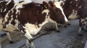 Ветеринарная обработка КРС в хедлоке