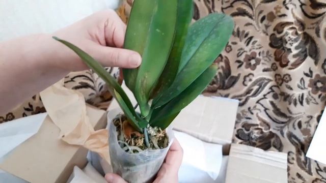 #Орхидеи. Суперпосылка из Астрахани с шикарными орхидеями от Мики орхид. Анаконда, Сого пони.