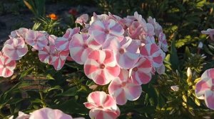 Обзор фЛОКСА метельчатого "Bombini Candy" #флоксывидыисорта #садовыерастения