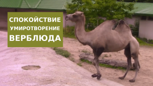 Верблюд и спокойствие