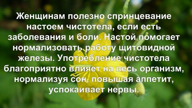 Чистотел. Полезные свойства и противопоказания. смотреть онлайн