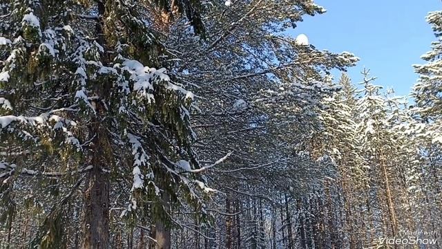 Красоты Зимнего Леса