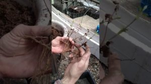 клематис дюшес албани,проверка корней и пересадка в стаканы.