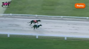 British greyhound racing - Track race 480m