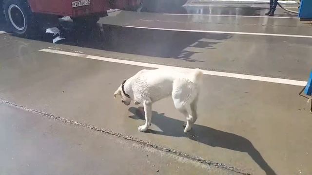 Лабрадор Джастин пришел в Пожарную часть МЧС России смотреть онлайн