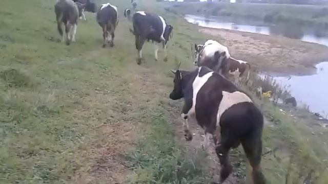 БЫКОВ на ВОЛЮ,КОРОВ в ЗАПУСК!ВСЕ ОТЛИЧНО! смотреть онлайн