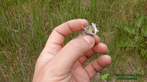 Прогулка за веретеницами (Anguis fragilis)