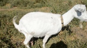 Супер прикольное видео Коза  на прогулке