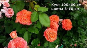 Розы селекции Massad и Delbard в саду: обзор еще 12 сортов роз французской селекции, сезон 2022