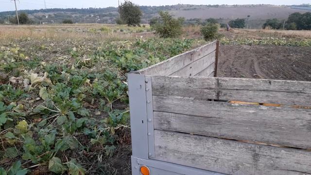 Збираєм врожай гарбузів/Zbieramy dynie. смотреть онлайн