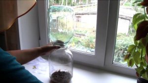 Корм для аквариумных рыбок плодовая муха дрозофила