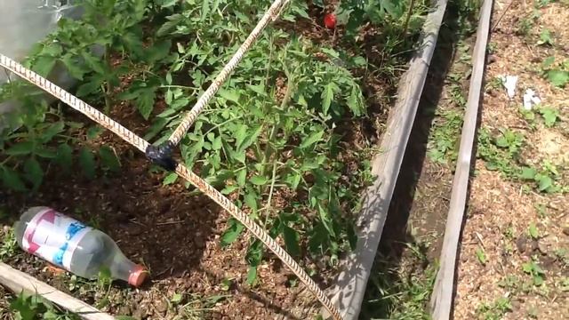 Обзор ТОМАТОВ в теплице и в открытом грунте. 15.06.2020. смотреть онлайн