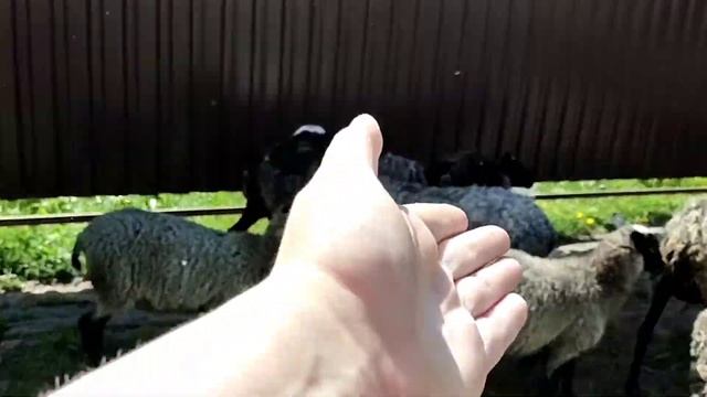 Когда отсаживать ягнят от овец? смотреть онлайн