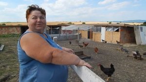 Натуральное мясо птицы  Разведение кур мясных пород  Маран