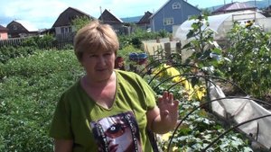 Огурцы без полива. Уксус против паутинного клеща.  Арбузы и огурцы в одной гряде. Кольцова Ирина
