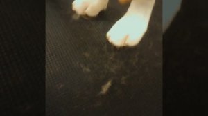 Линька для бигля