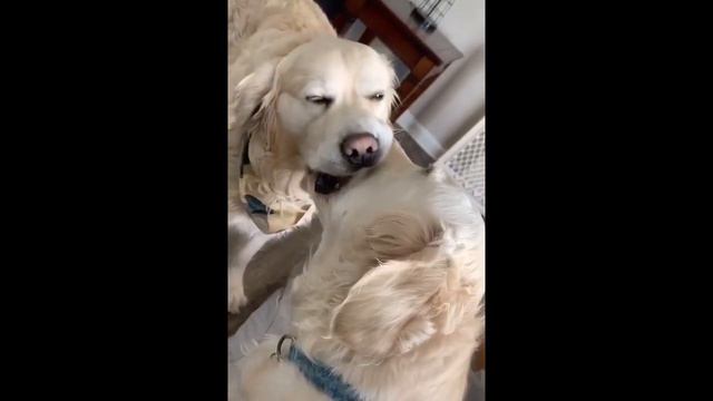 Одно слово, животные! Выпуск №16 смотреть онлайн