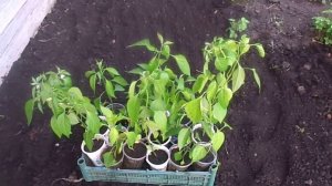 Как правильно высадить рассаду острого перца в открытый грунт