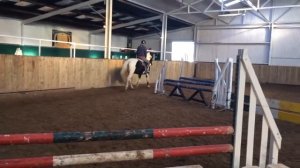 Peano. 16hand 5 yo mare