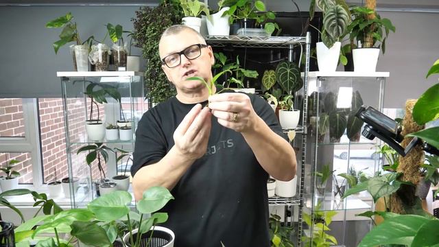 HOW TO USE LECA Lightweight Expanded Clay Aggregate for planting Aroids смотреть онлайн