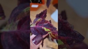 Тёмные сорта колеусов в моей коллекции.