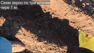 Мотор Сич, посадка семян штирийской тыквы