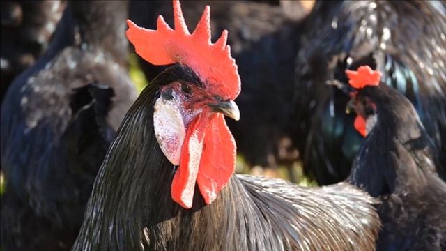 Разведение кур породы Барбезье как бизнес идея | Куры Барбезье смотреть онлайн
