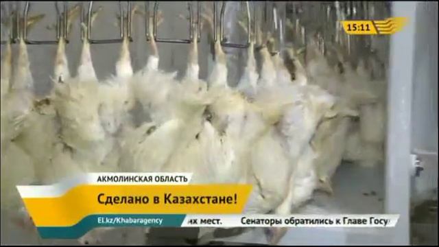 В Акмолинской области птицефабрика в сутки производит до тонны мяса смотреть онлайн