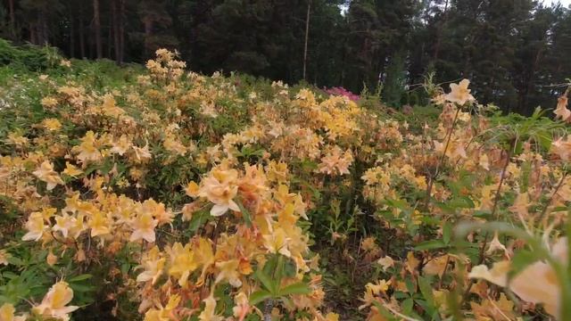हेलसिंकी मधील रोडोडेंड्रॉन पार्क, Rhododendron Park in Helsinki (Huopalahti) - Botanical garden смотреть онлайн