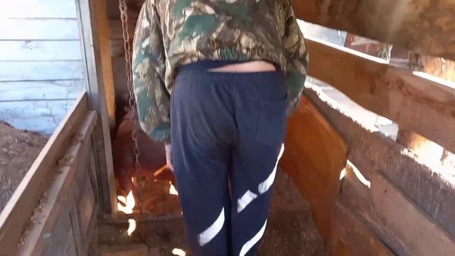 ‼️## Вес поросят в два месяца##‼️Породы Кантор и Дюрок ##‼️ смотреть онлайн