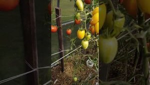 14августа.Утренний обход.Томат Малиновка Башкирская.