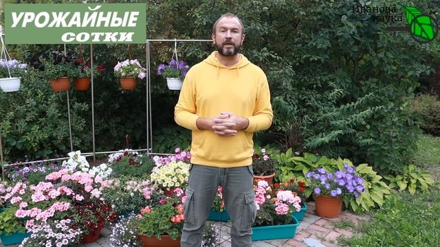Что сейчас сделать в саду и огороде для большого и вкусного урожая. смотреть онлайн