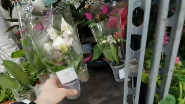 Флорэвиль УЦЕНКА орхидей: 100, 200, 300 рублей?