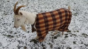 Попона для козы из старого пледа