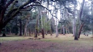 Агудзера Новый год 2022.mp4