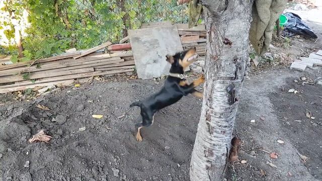 Ягдтерьер, учимся лазить по деревьям