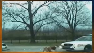 Американские полицейские, приколы