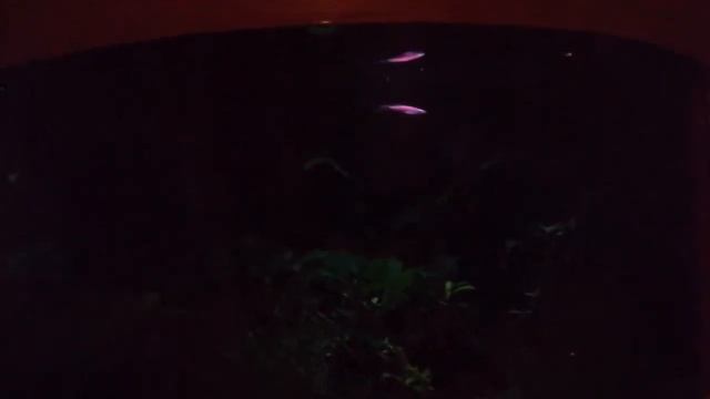 Ночная подсветка аквариума. смотреть онлайн