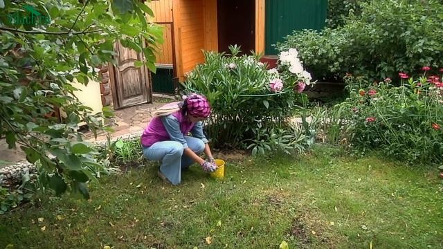 Пионы: основные особенности выращивания и применения - 7 дач смотреть онлайн