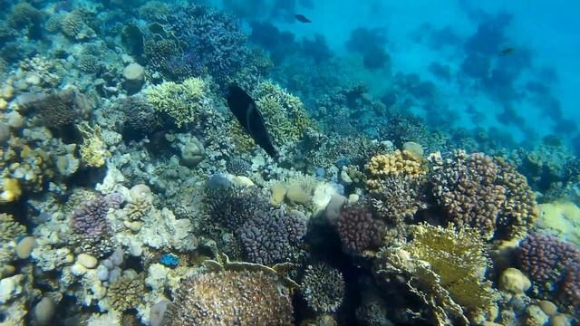 Коралловый риф направо от понтона отеля Tropitel Sahl Hasheesh