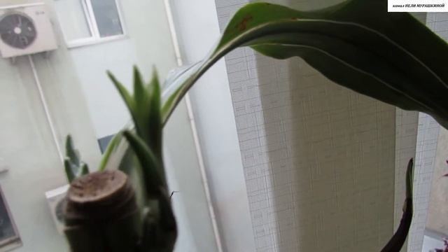 Омоложение ДРАЦЕНЫ после подмерзания листьев. смотреть онлайн