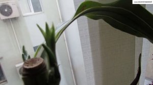 Омоложение ДРАЦЕНЫ после подмерзания листьев.